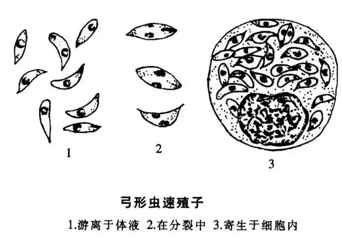 寄生虫图片弓形虫