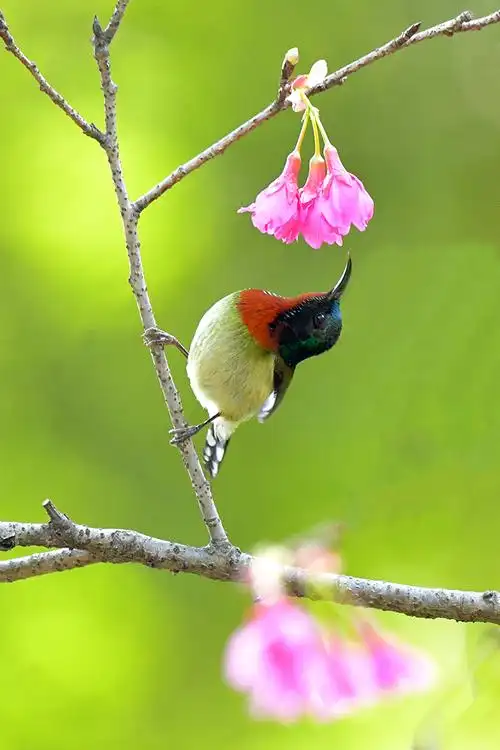 花鸟迎春 —— 樱花与鸟