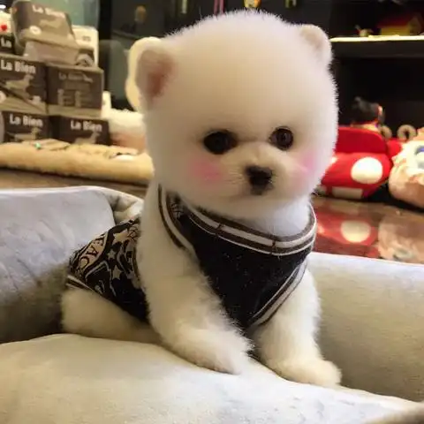 出售纯种博美犬幼犬活体长不大小型袖珍茶杯博美俊介犬宠物狗家养