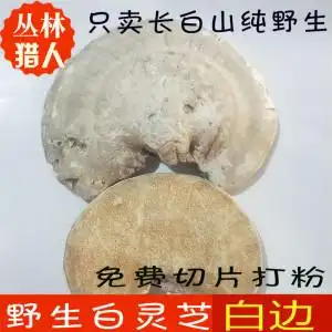 野生白灵芝 玉边桦剥孔菌长白山天然木林芝大块粉干500克切块包邮