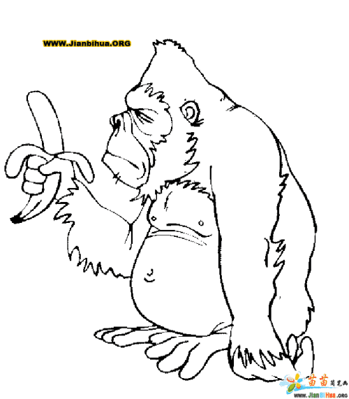 大猩猩简笔画教程