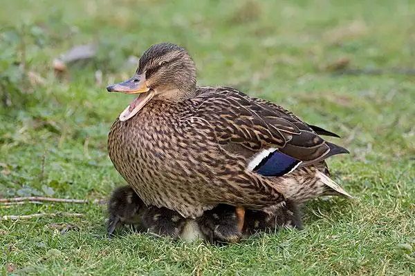 鸭子图片-鸭子图片大全-鸭子图片素材