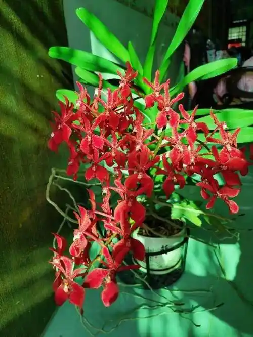 火焰兰的养殖方法和注意事项