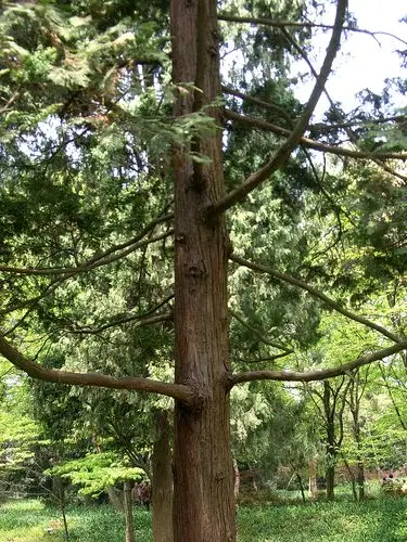 日本扁柏柏科扁柏属