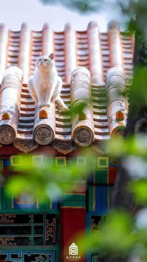 故宫猫壁纸(侵删)