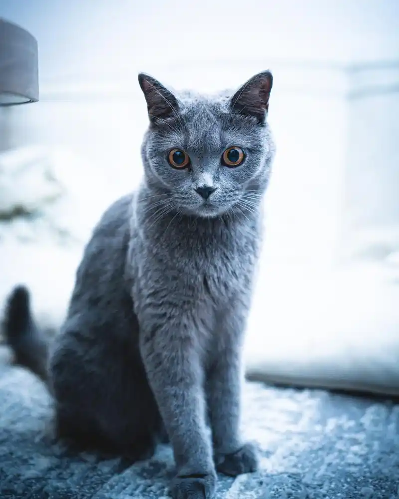 沙特尔猫(chartreux),又称法国蓝猫,是一种起源于法国的古老猫种.