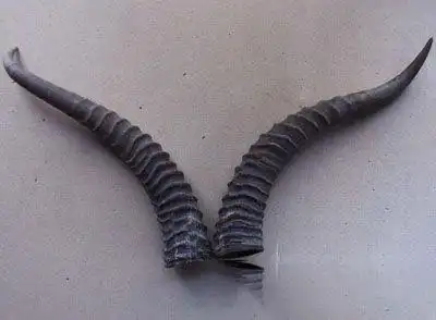 在线查询网 中药大全 黄羊角 "黄羊角"在《全国中草药汇编》 "黄羊角"