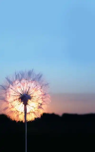 唯美意境,小清新植物手机壁纸绿色的世界充满希望 ―― 橙屿兮