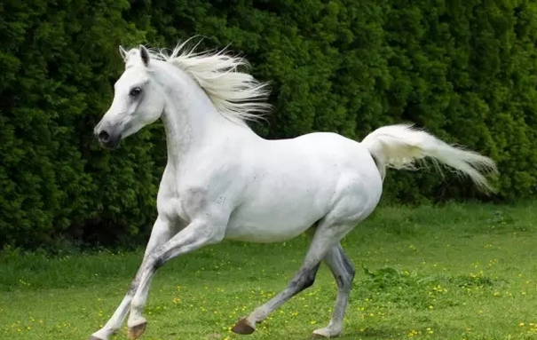 阿拉伯马 一段关于美丽与高贵的历史