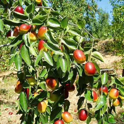 淮南枣树苗基地 价格优势