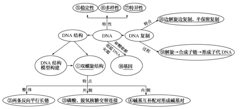 《名师一号》高考生物总复习体验双基考题:第19讲 dna分子的结构,复制