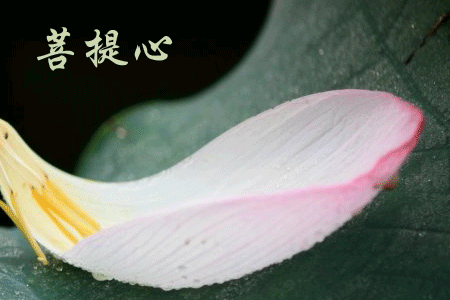 菩提心是最圆满的修行 - 如是我闻 - 如是我闻