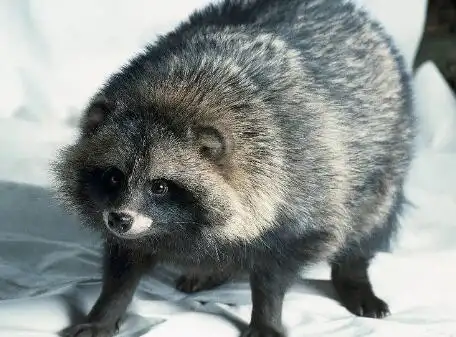 乌苏里貉养殖技术_貉子_特种养殖,农村特色养殖项目-特养网