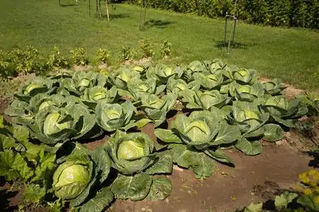 白菜植物蔬菜园种植白菜的绿色植物照片