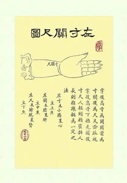 中医入门挂图左手寸关尺图