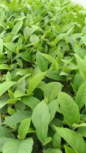 梧州五指毛桃苗