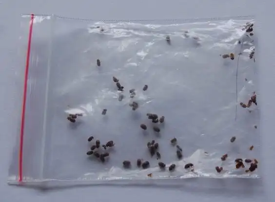 家里最近经常飞出这种深褐色硬壳会飞的小虫子,求名字想知道这是什么