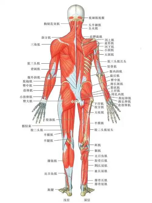 背部的浅层深层肌肉