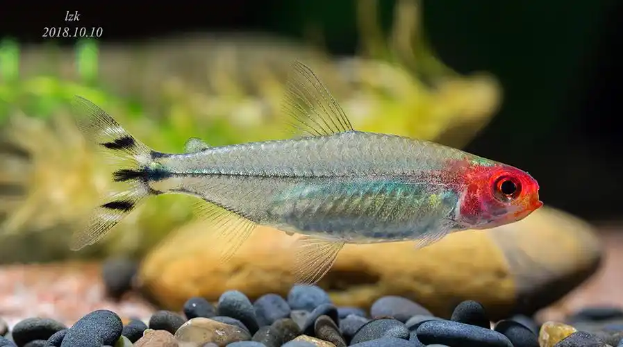 已经很难发色的红鼻剪刀