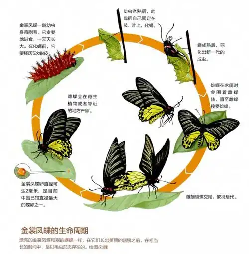 科普组图野生动物丨会飞的花朵中国珍稀蝴蝶