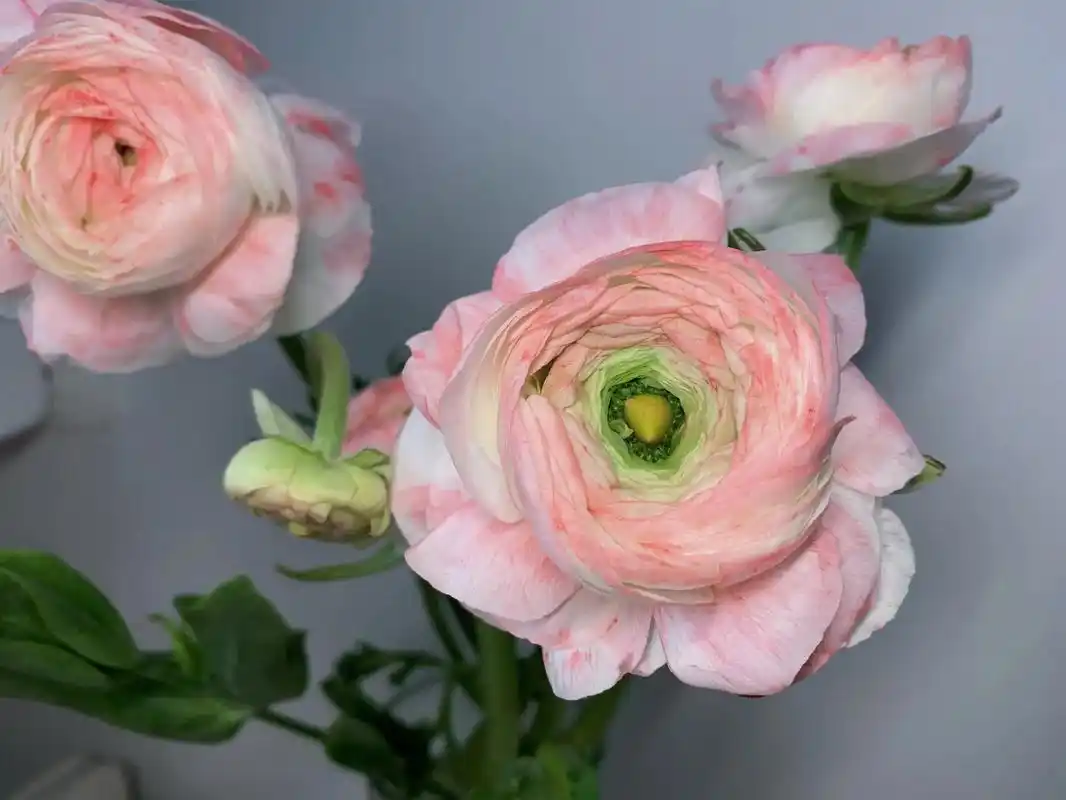 洋桔梗 洋牡丹和洋桔梗花开出来真的太爱了,浪漫人间总是蓄满 - 抖音