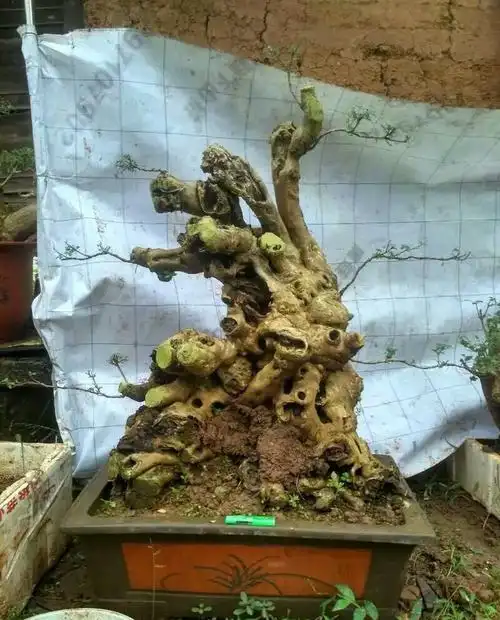 农村山上的荆棵疙瘩,有的没型不值钱