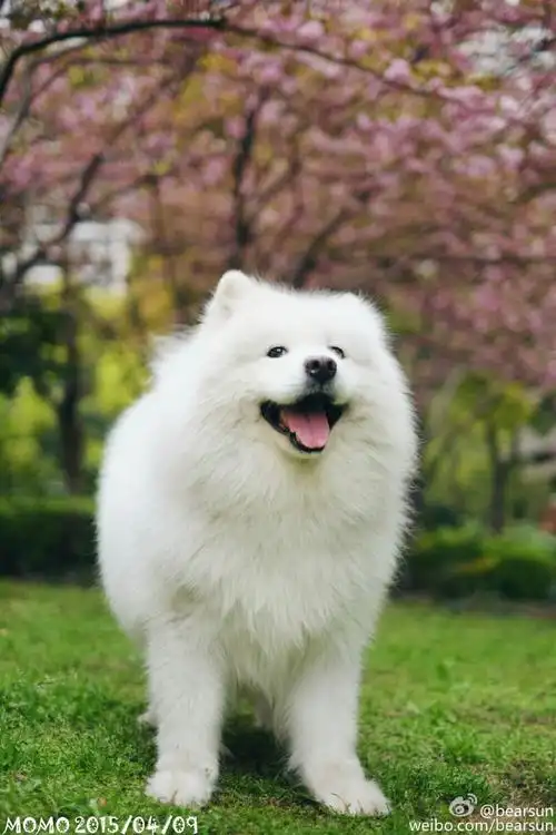 【大菇凉】【世界软肋】萨摩耶 momo @bearsun 可爱 萌宠 狗 动物 呆