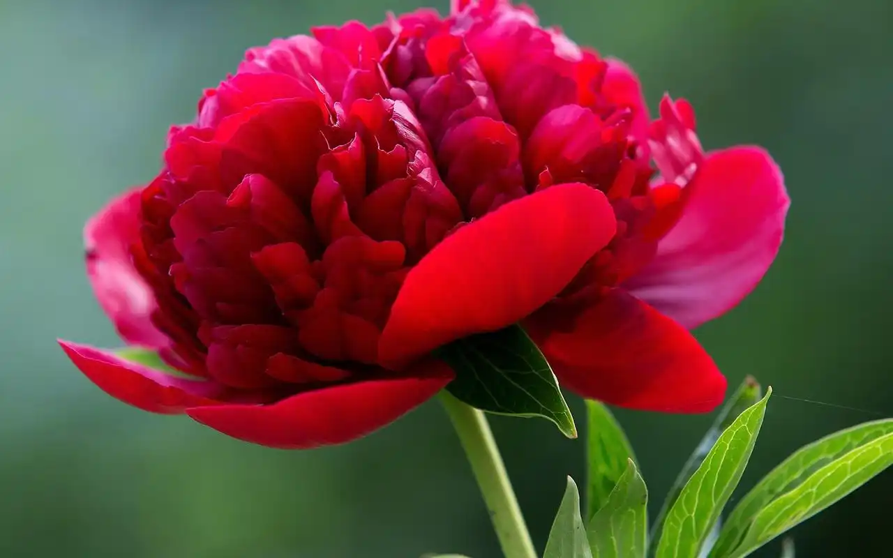 唯美鲜艳的牡丹花图片桌面壁纸高清大图预览1920x1200_植物壁纸下载_