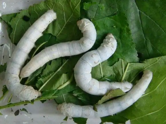 可爱的蚕宝宝作文350字