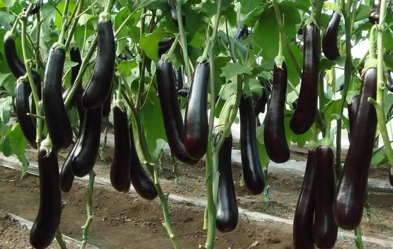 茄子种植的病害种类及防治方法