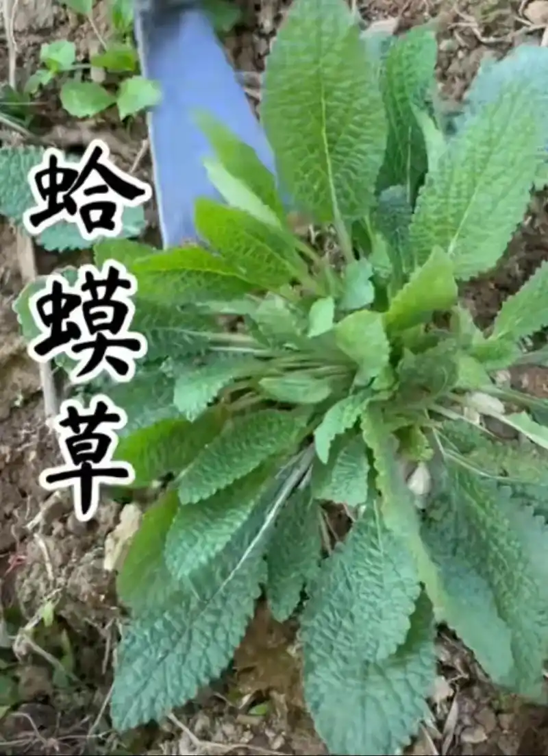 蛤蟆草医圣故里教您识别中草药