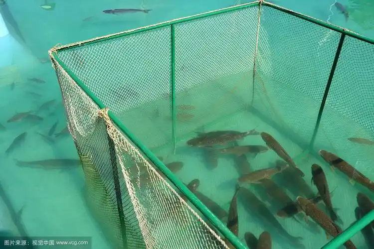 养鱼用网箱.海洋渔场.