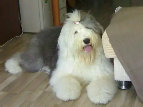 多乐士广告中的狗是什么品种?请附图谢谢