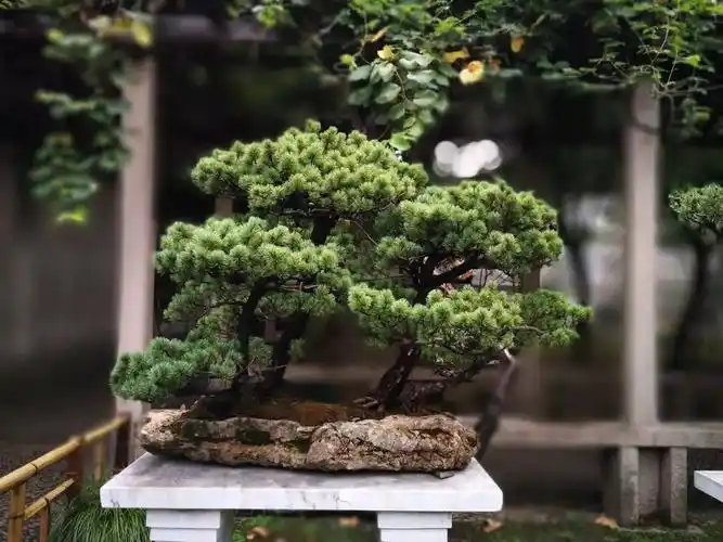 苏派盆景 | 大景入神,小景入画