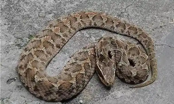 蝰蛇怎么样,蝰蛇和毒蝰哪个好(农村的"土呆子"却是"伤人之王")