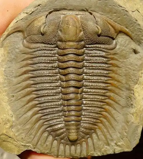 我这里有一块三叶虫化石,但是我在网上找了很多图片都没找到我这种.