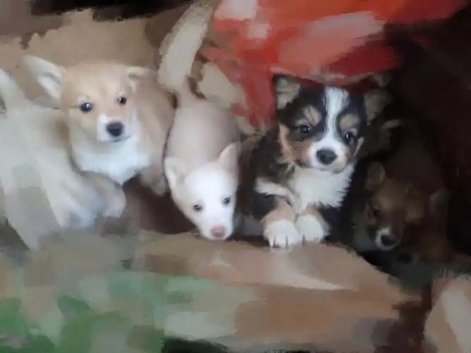 长毛柯基窜土狗长大真的开盲盒