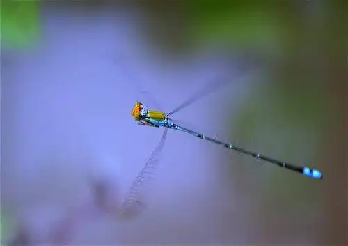 求问一种昆虫的名字,就是像蜻蜓一样,蓝色的,尾巴细的像一根线,底