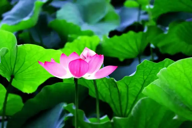 初夏,公园的荷花绽放