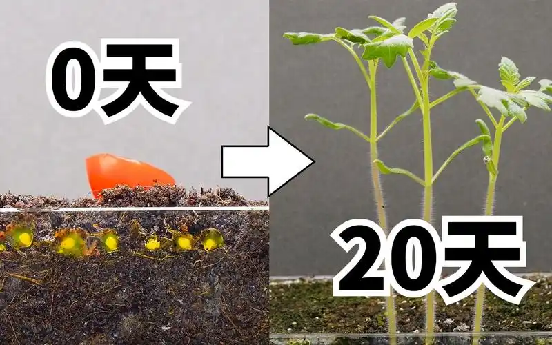 2分钟看完小番茄的20天生长过程!延时摄影记录种子到发芽全过程!