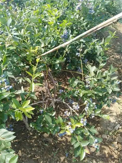 抚顺h5组培蓝莓苗提高抗霜冻能力