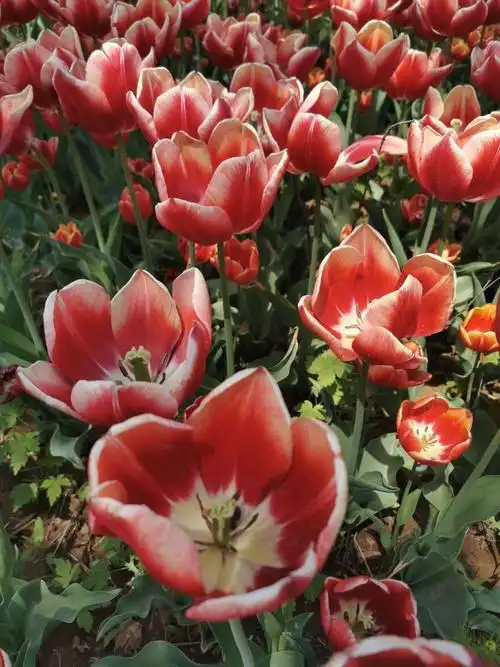 喜华的美篇:郁金香象征着胜利,幸福和神圣,也代表着雅致和优美.