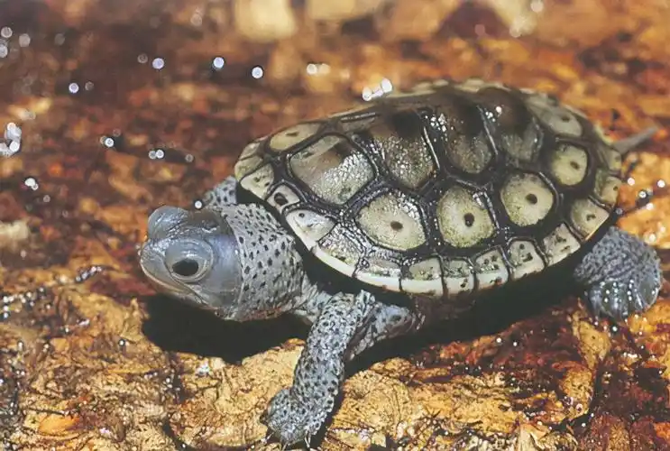 乌龟的种类图片及名称乌龟的品种图片