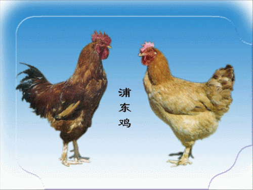 鸡右侧肺和气囊        产蛋母鸡生殖器官