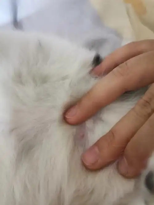 求助75猫咪怀孕了7171