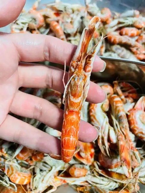 狗虾这季节特别肥