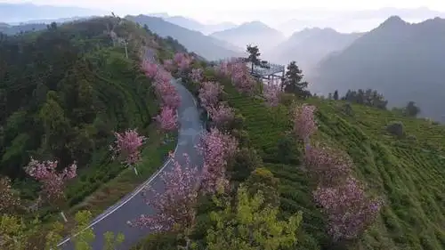 区域特色美丽茶乡参选茶乡展示|湖南省古丈县