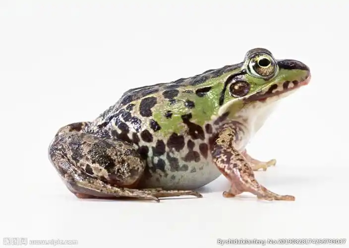 大肚皮的青蛙高清摄影图片