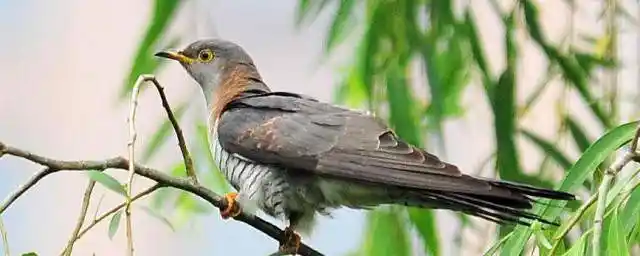 1,杜鹃鸟是杜鹃科鸟类的通称,常见的有大杜鹃,三声杜鹃和四声杜鹃.