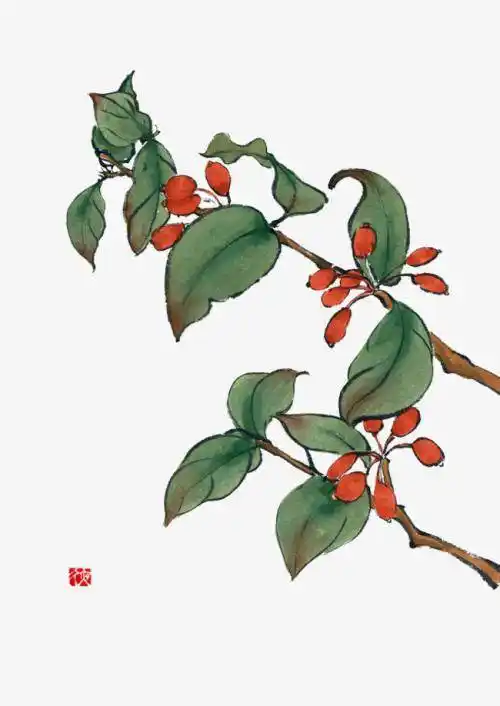 茱萸简笔画 茱萸简笔画儿童画